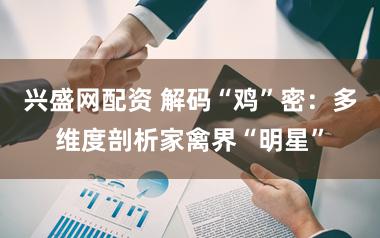 兴盛网配资 解码“鸡”密：多维度剖析家禽界“明星”